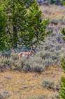 A pronghorn antelope in the Grand Teton National Park. Art Print